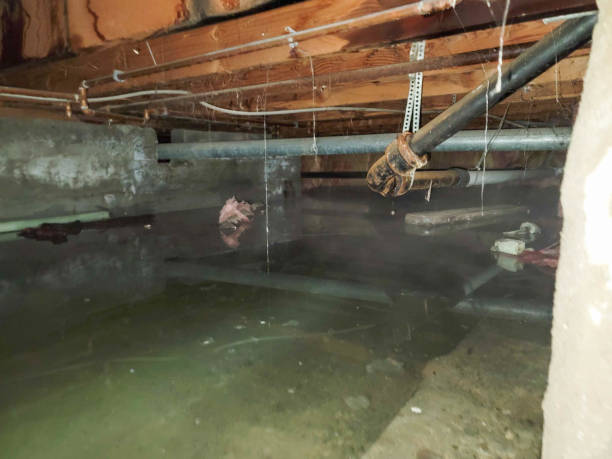 Best Carpet water damage restoration  in Santa Clara, UT
